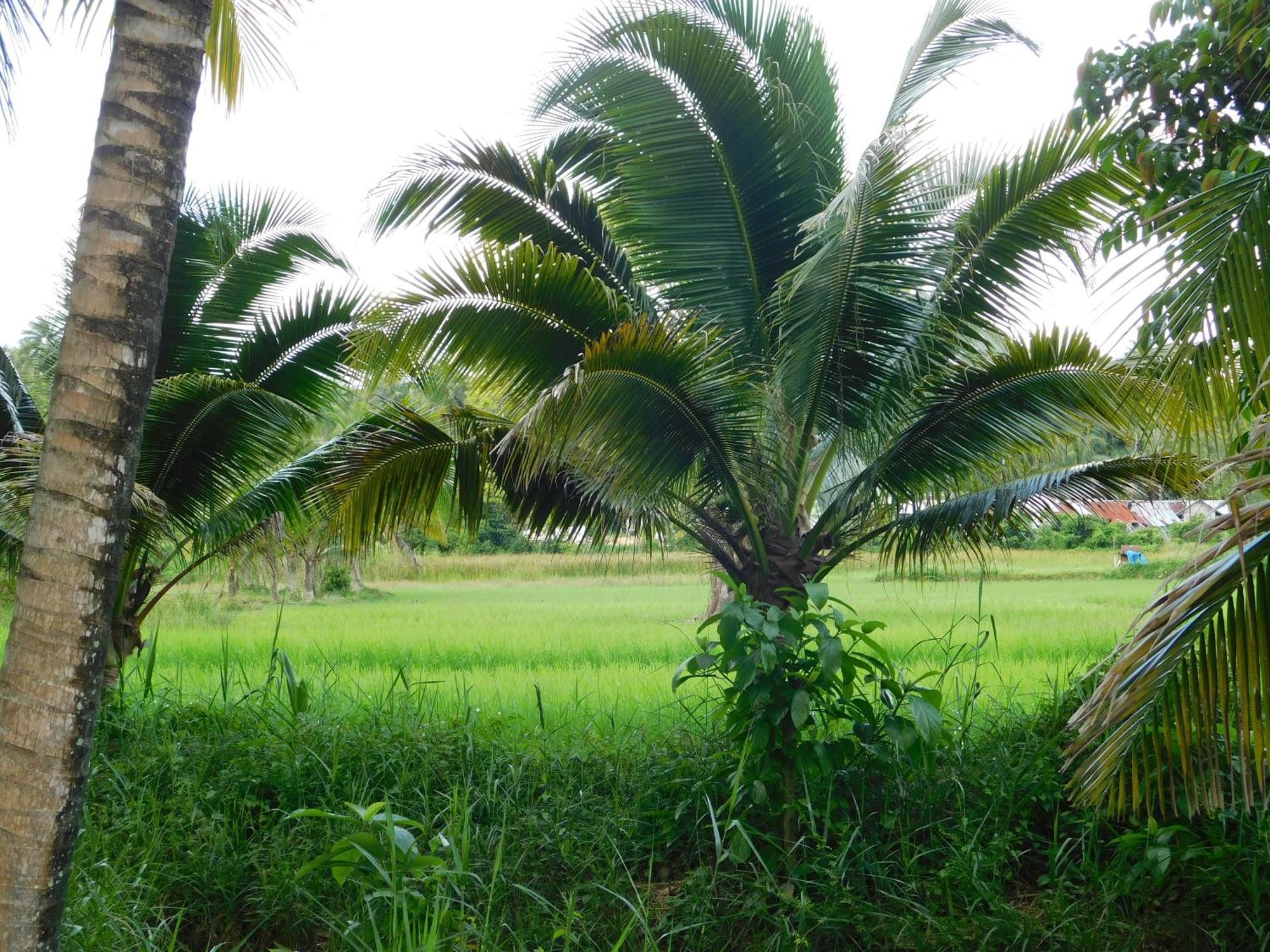 מלון Ban Pru Nai Swiss Bonihouse Koh Yao Yai מראה חיצוני תמונה
