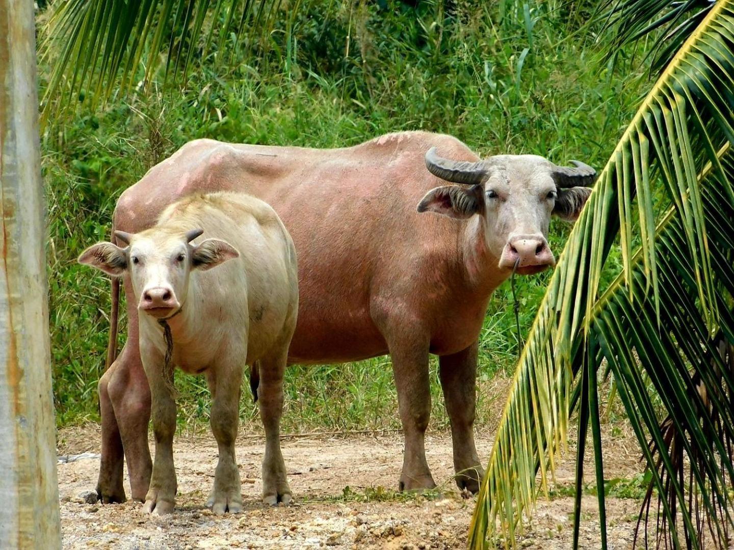 מלון Ban Pru Nai Swiss Bonihouse Koh Yao Yai מראה חיצוני תמונה
