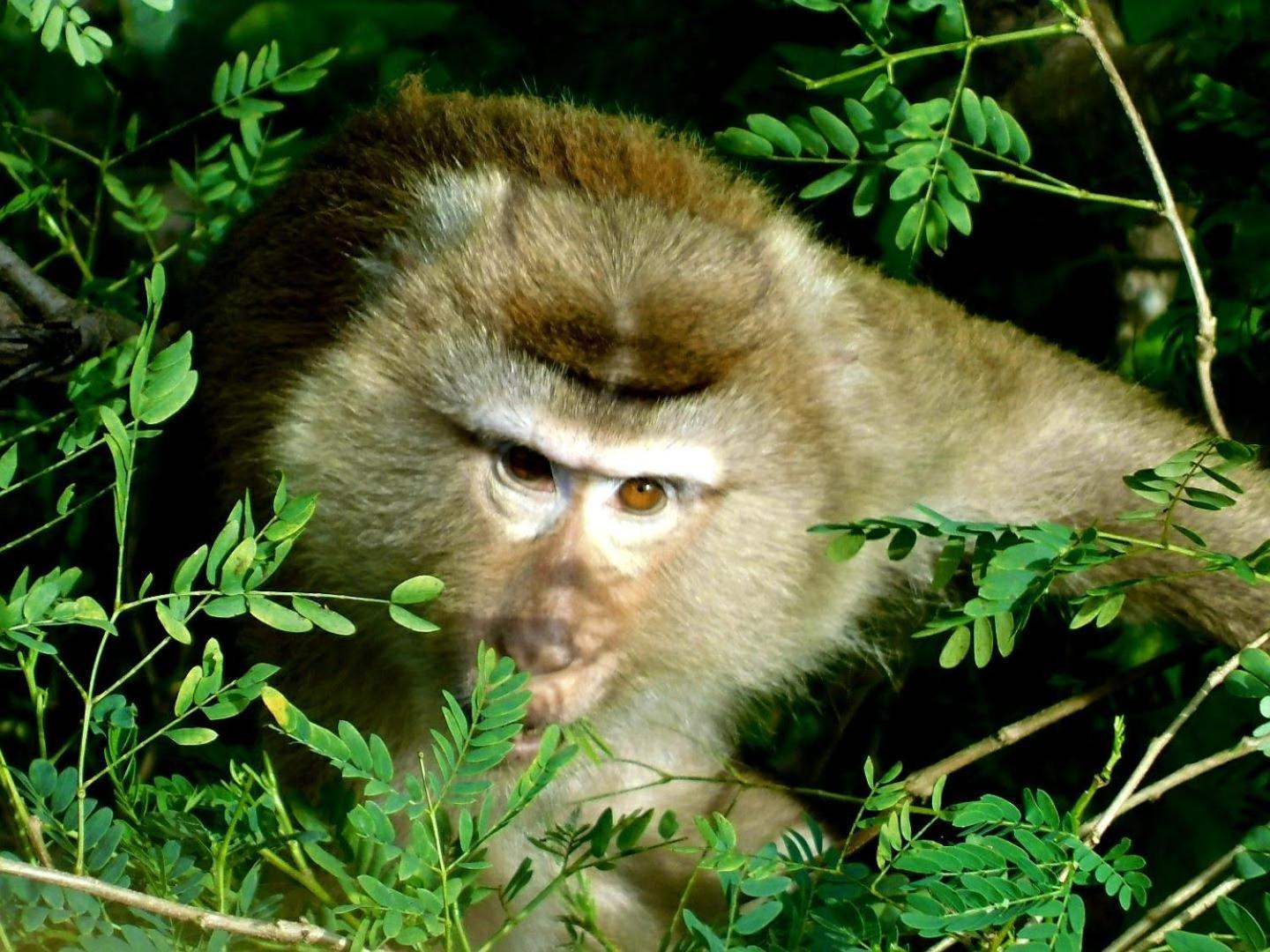 מלון Ban Pru Nai Swiss Bonihouse Koh Yao Yai מראה חיצוני תמונה